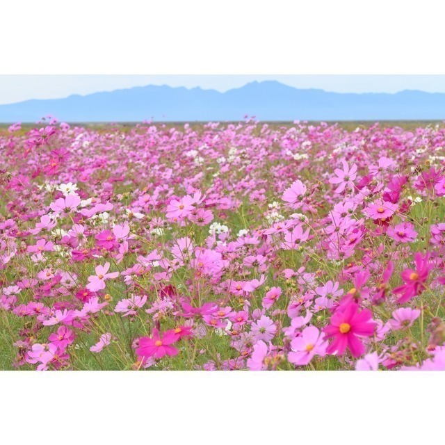 大波斯菊種子1公斤 觀賞用花海種子 綠肥種子 懶人簡單上手花海 | 網農種苗-細節圖3