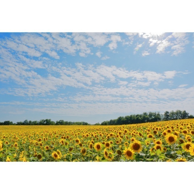 向日葵 向日葵種子 1公斤 綠肥 花種子花海 觀賞花海種子 | 網農種苗-細節圖2