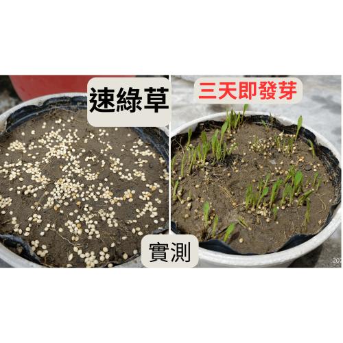 [7天發芽×台灣出貨] 速綠草 種子 快速綠化 1公斤 草皮 草皮種子 草 |網農種苗