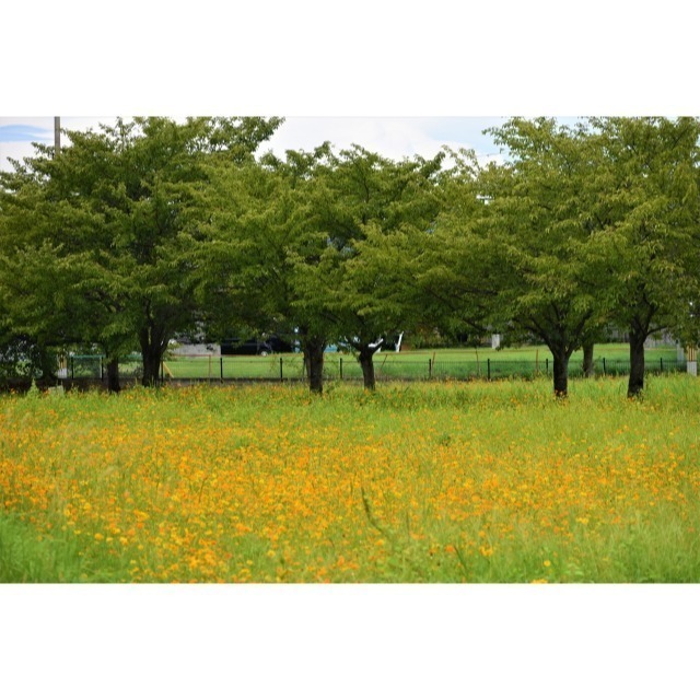 黃波斯菊種子 1公斤 花種子 歐美進口  觀賞花海種子  綠肥種子 | 網農種苗-細節圖3