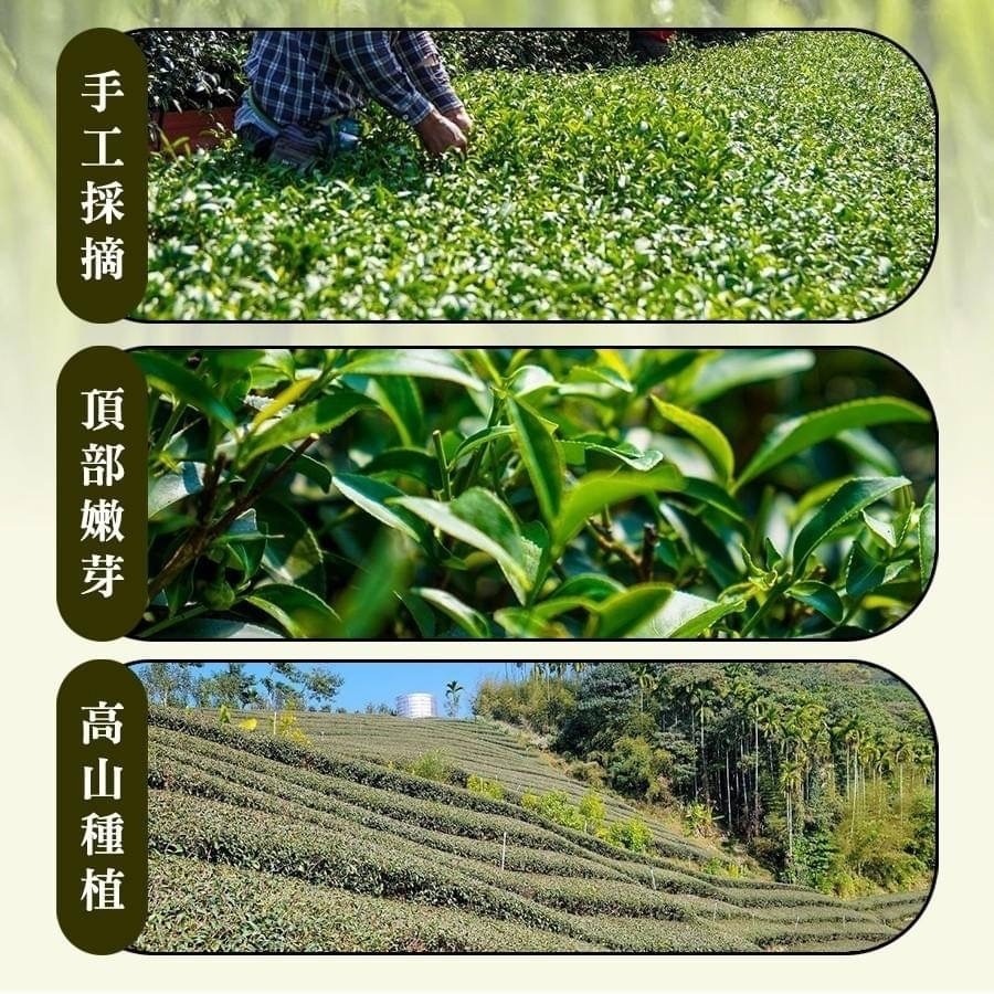 【坂尾家】黃金油切綠茶50入-細節圖2