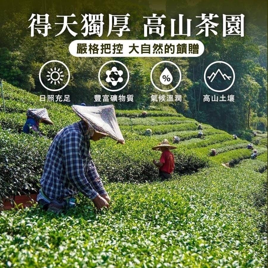 【坂尾家】黃金油切綠茶50入-細節圖3