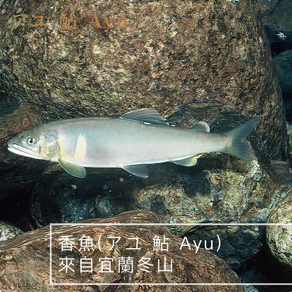 祥鈺水產｜宜蘭香魚(母) 1kg/盒-細節圖3