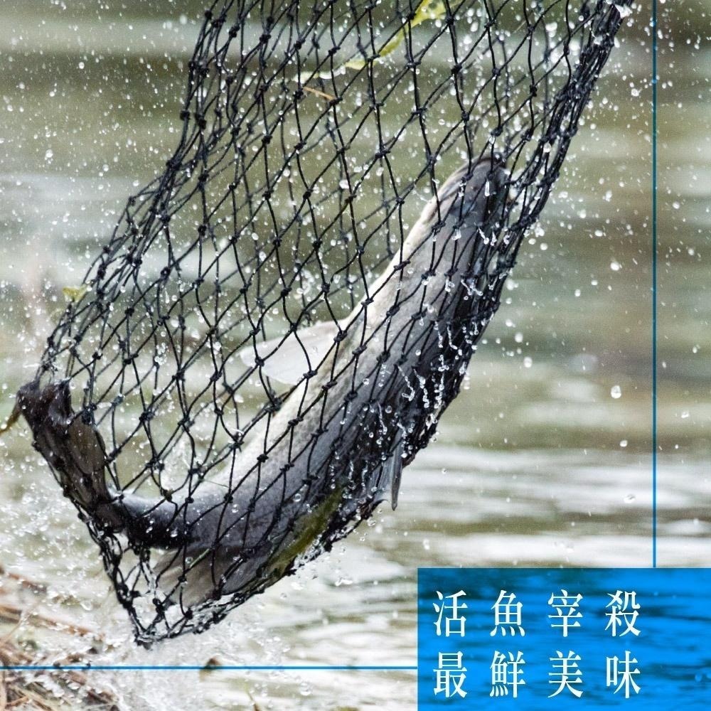 祥鈺水產｜鱸魚清肉片 300/400 淨重300±10%/片-細節圖5