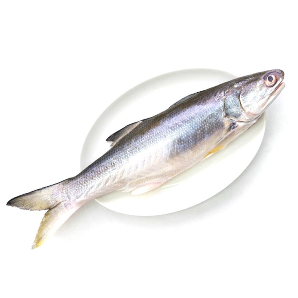 祥鈺水產｜特大尾午仔魚 台灣第一魚 600g/尾(未去除內臟整尾重量) 當日活體代殺  急速冷凍-細節圖2