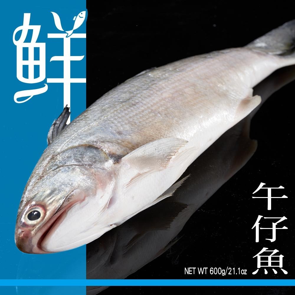 祥鈺水產｜特大尾午仔魚 台灣第一魚 600g/尾(未去除內臟整尾重量) 當日活體代殺  急速冷凍-細節圖3