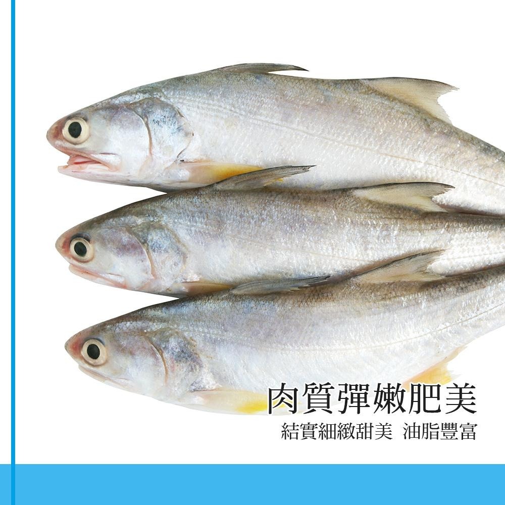 祥鈺水產｜特大尾午仔魚 台灣第一魚 600g/尾(未去除內臟整尾重量) 當日活體代殺  急速冷凍-細節圖4