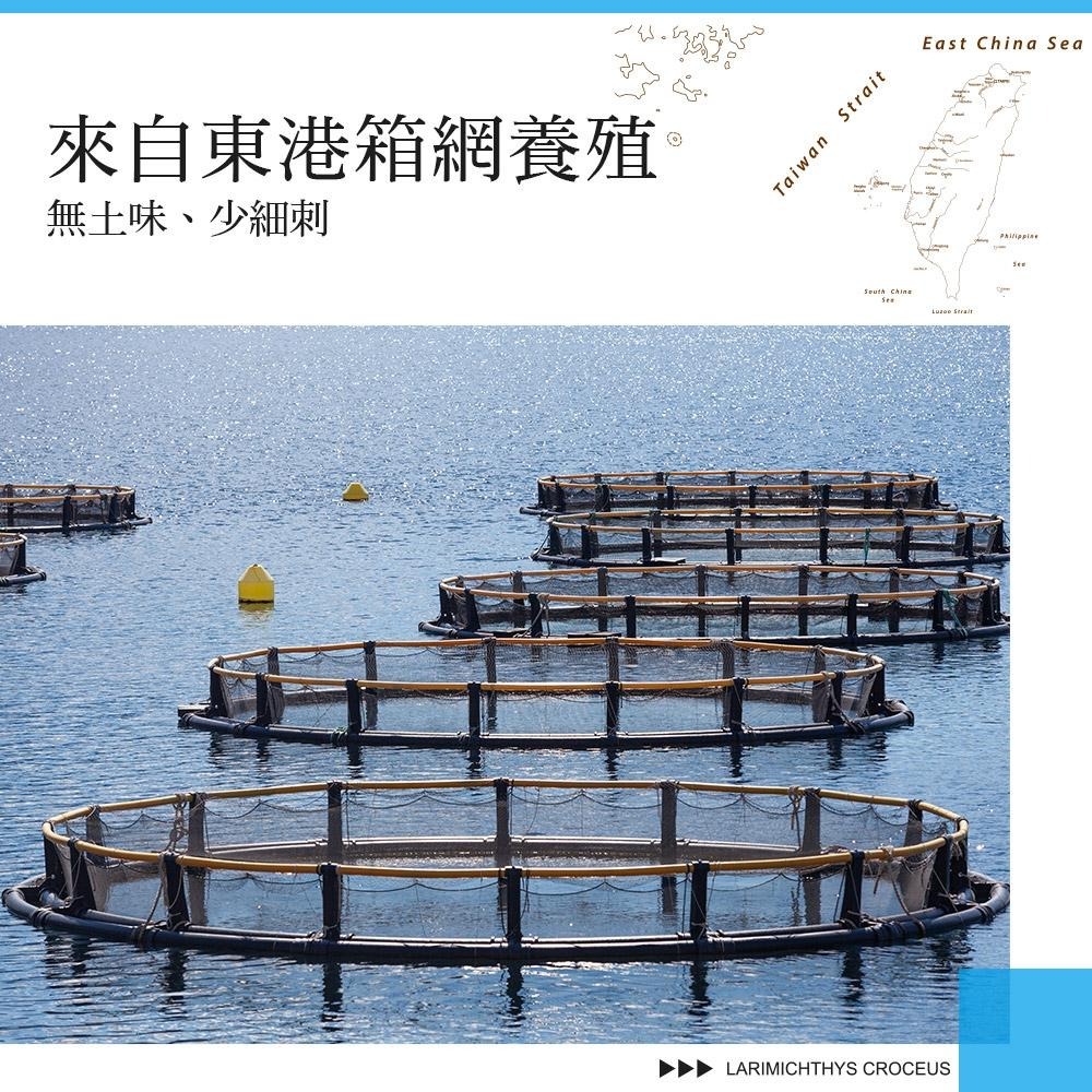 祥鈺水產｜特大尾午仔魚 台灣第一魚 600g/尾(未去除內臟整尾重量) 當日活體代殺  急速冷凍-細節圖5
