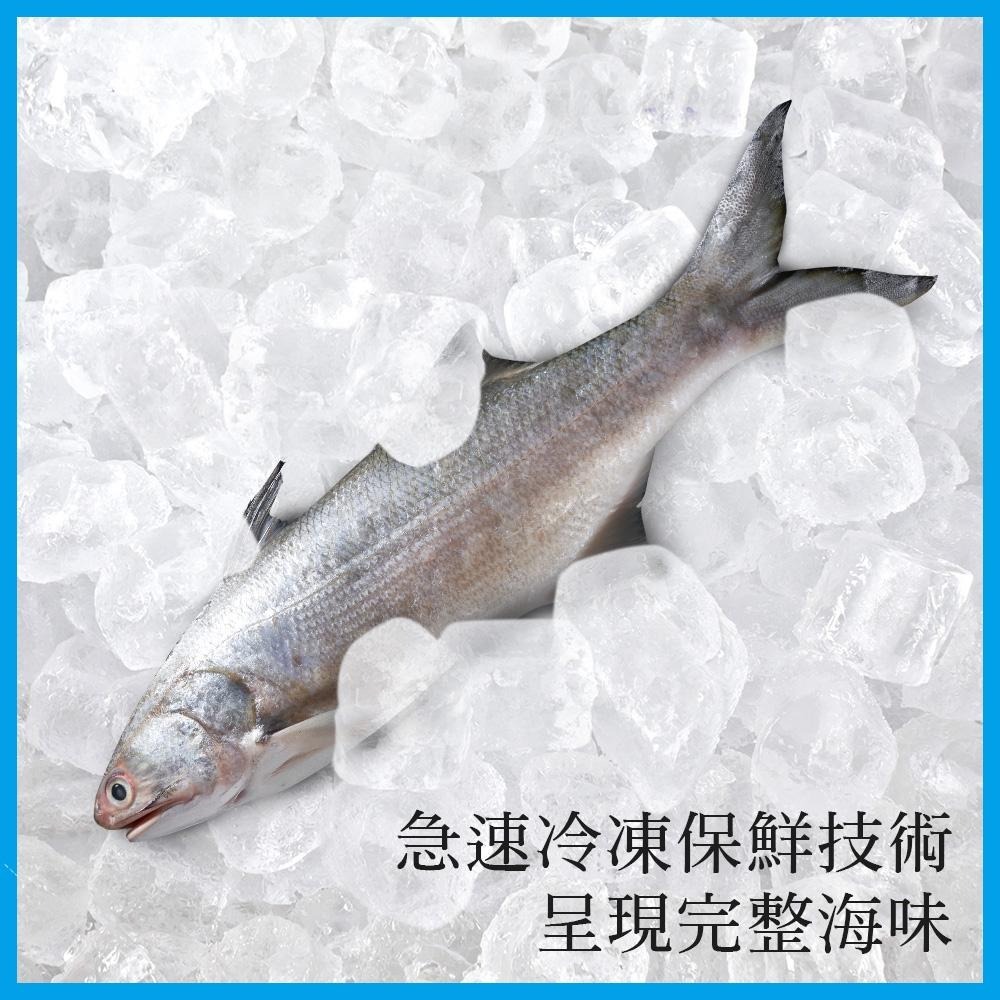 祥鈺水產｜特大尾午仔魚 台灣第一魚 600g/尾(未去除內臟整尾重量) 當日活體代殺  急速冷凍-細節圖7