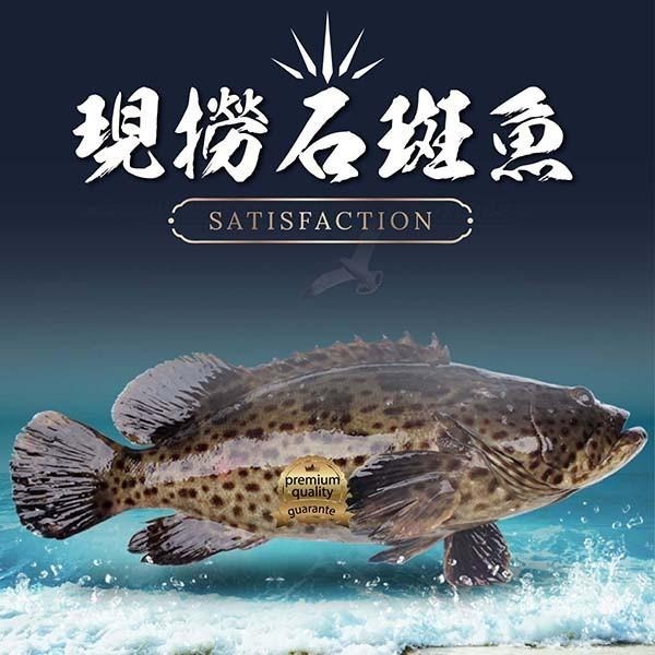 祥鈺水產｜台灣現撈石斑魚 1尾750g(未去除內臟整尾重量) 當日活體代殺  急速冷凍-細節圖2