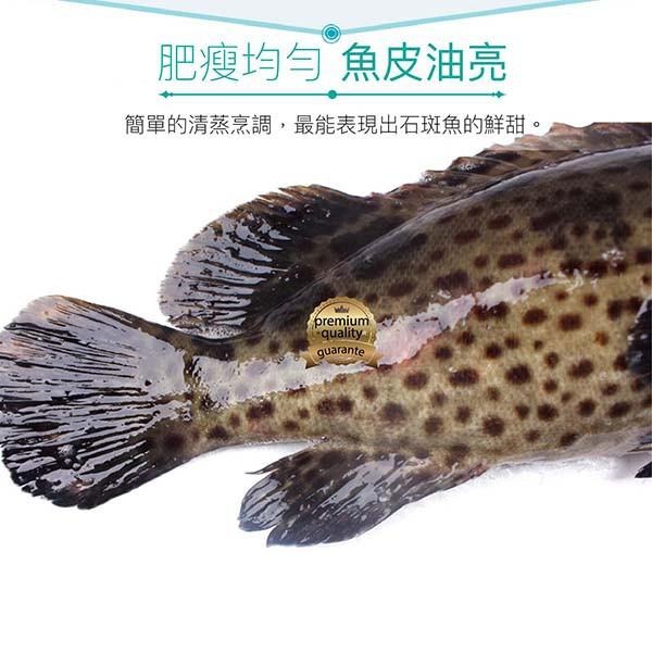 祥鈺水產｜台灣現撈石斑魚 1尾750g(未去除內臟整尾重量) 當日活體代殺  急速冷凍-細節圖3