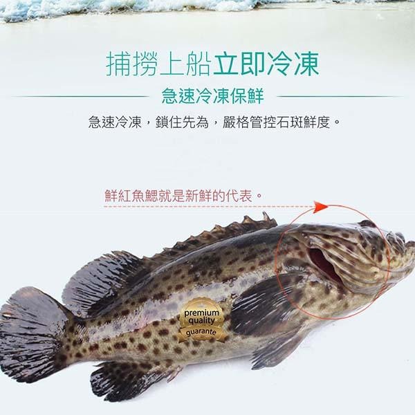 祥鈺水產｜台灣現撈石斑魚 1尾750g(未去除內臟整尾重量) 當日活體代殺  急速冷凍-細節圖5