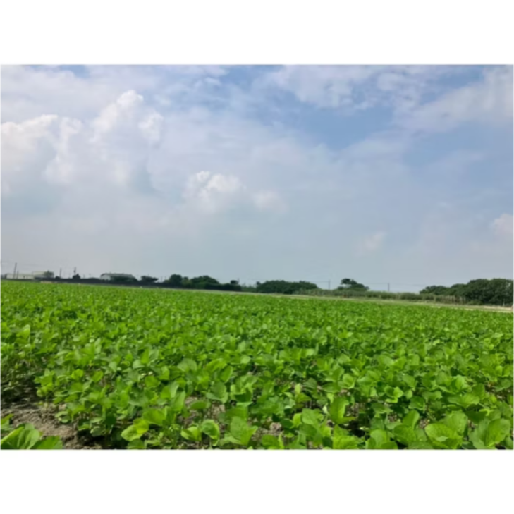 【真空包】黑豆 黃豆 台灣黃豆 台灣黑豆  非基因改造 公益合作-細節圖7
