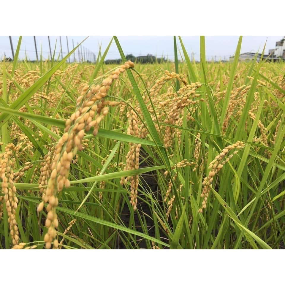 金鐘越光米-10包裝-細節圖2