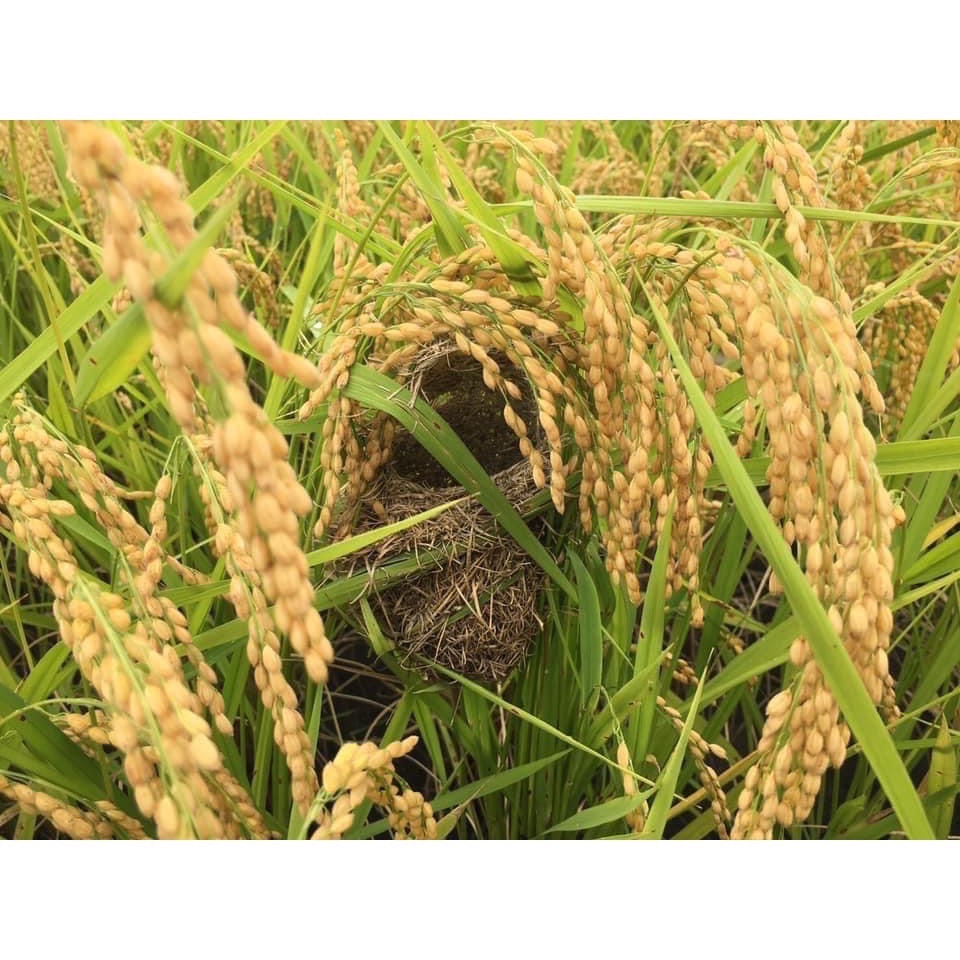 金鐘越光米-10包裝-細節圖4