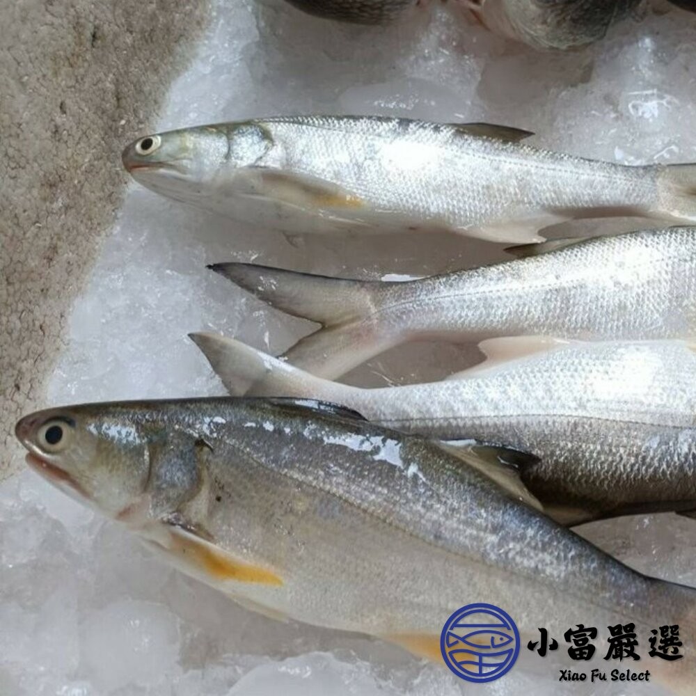 【小富嚴選】台灣午仔魚一夜干 (200-250g/大尾)-細節圖5