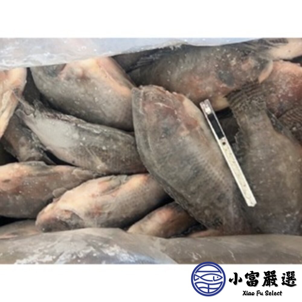 【小富嚴選】台灣鯛魚 吳三去郭魚整尾 三去台灣吳郭魚 台灣鯛 (10kg/約20尾) 去鱗去鰓去內臟 吳郭魚料理-細節圖4