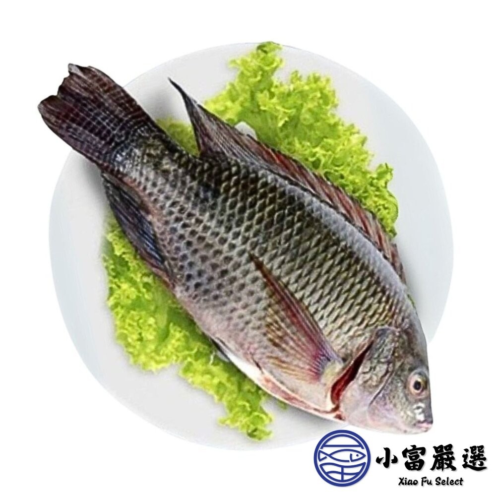 【小富嚴選】台灣鯛魚  三去台灣吳郭魚 台灣鯛 (10kg/約20尾) 吳郭魚 去鱗去鰓去內臟 吳郭魚料理 台灣鹹水魚-細節圖2