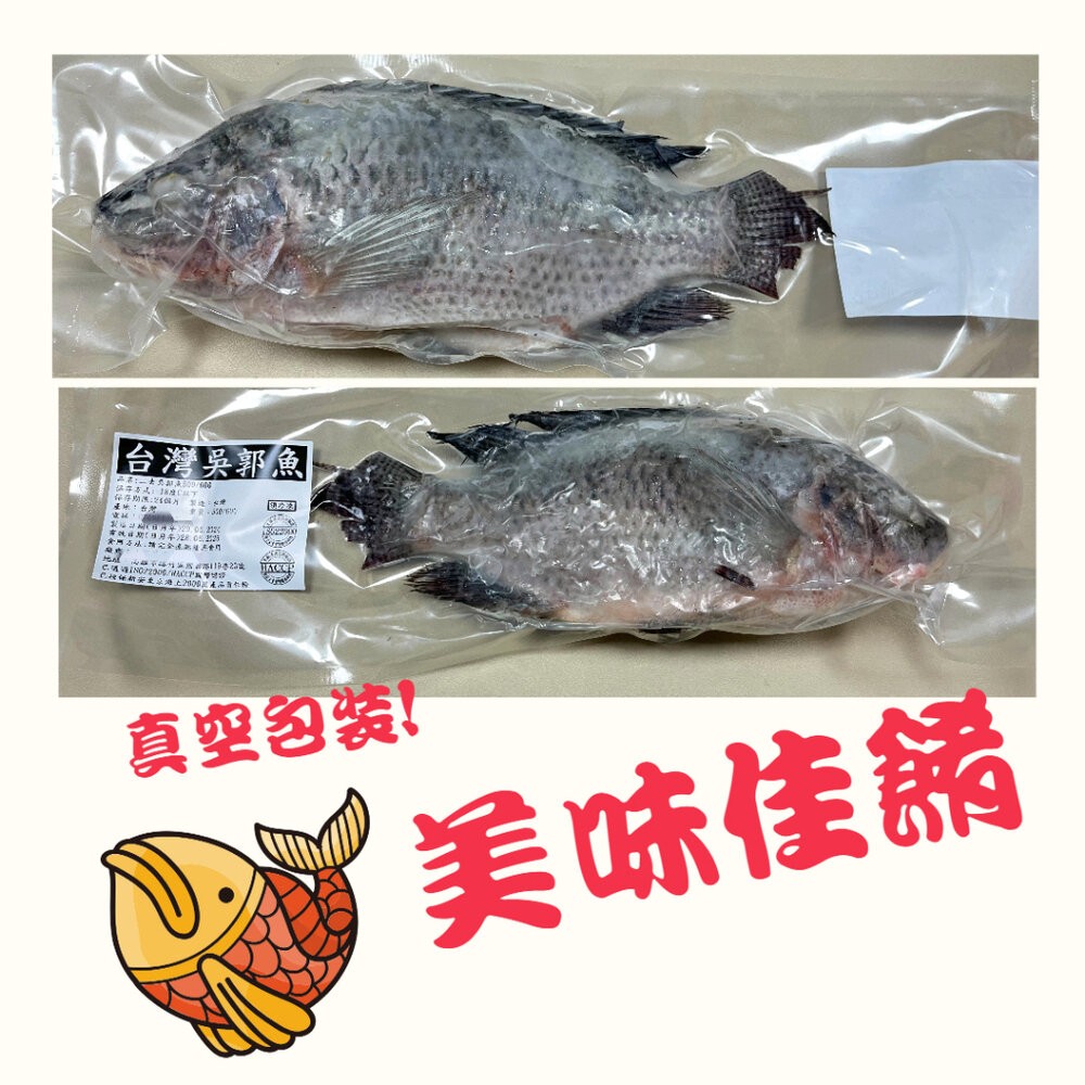 0092小富嚴選海鮮鯛魚類-台灣三去吳郭魚-台灣三去台灣鯛 重量300/400g 包10%保護冰 特價販售中 特價59-細節圖2