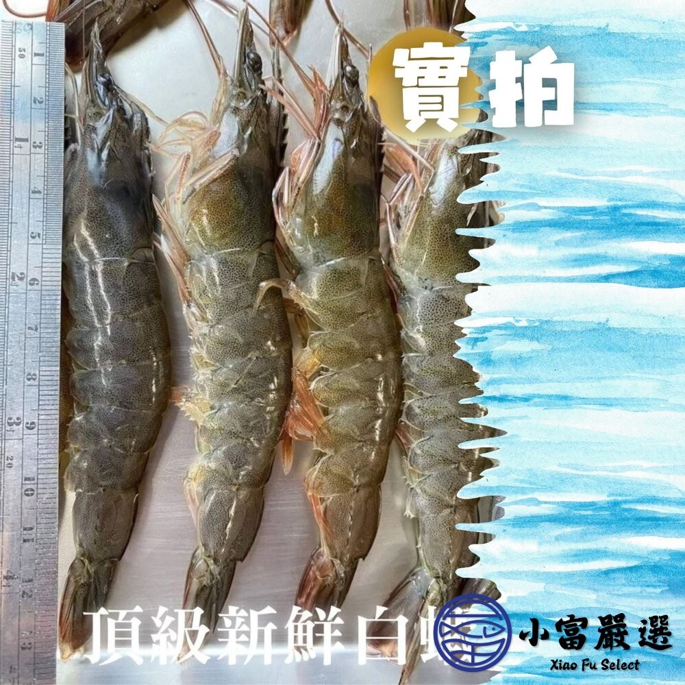 【小富嚴選】活凍頂級白蝦 生鮮蝦子 活凍白蝦  40/50 (巴拿馬/850g/盒) 生白蝦-細節圖4