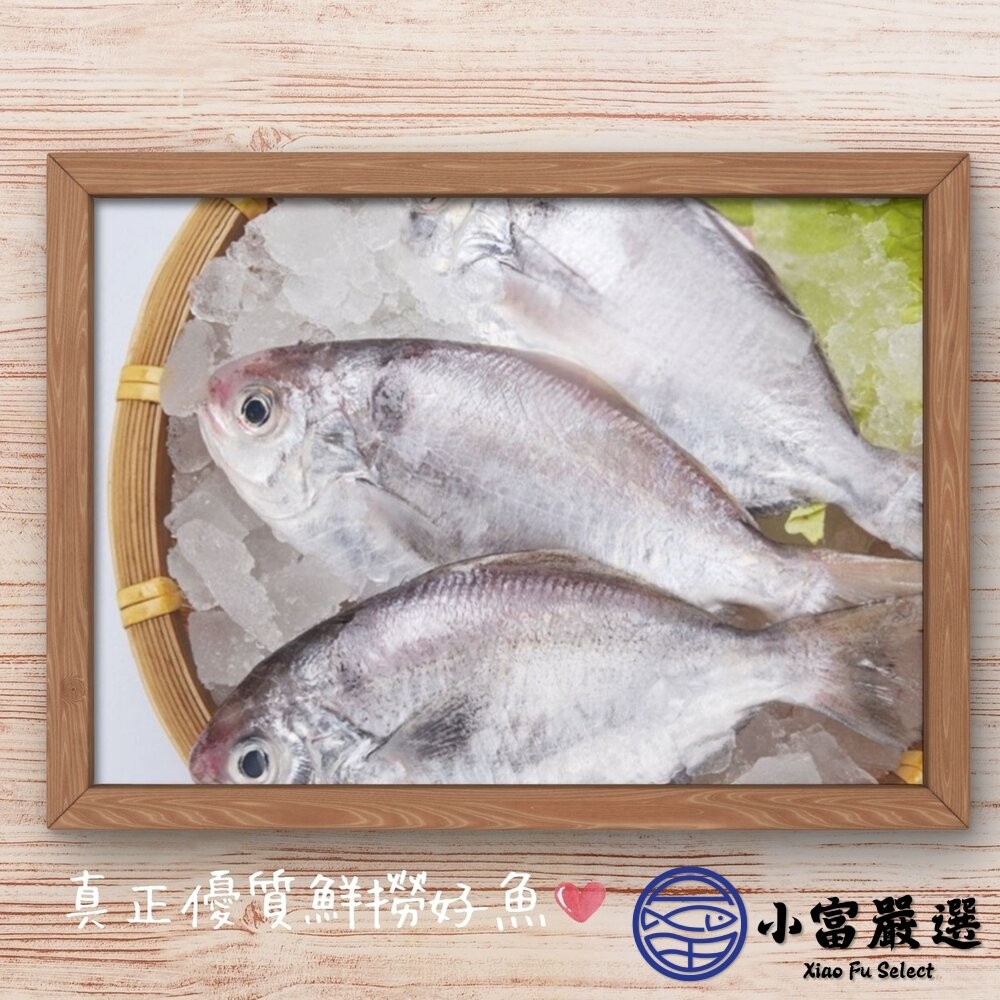 【小富嚴選】肉好多活冷新鮮肉魚 肉魚 肉鯧 肉鯽魚(380g/4隻) 家常菜 煎魚-細節圖4
