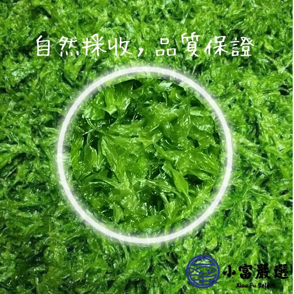 【小富嚴選】澎湖海菜 野生海菜 澎湖野生海菜 (300g/包) 炒海菜 海菜湯 涼拌-細節圖4
