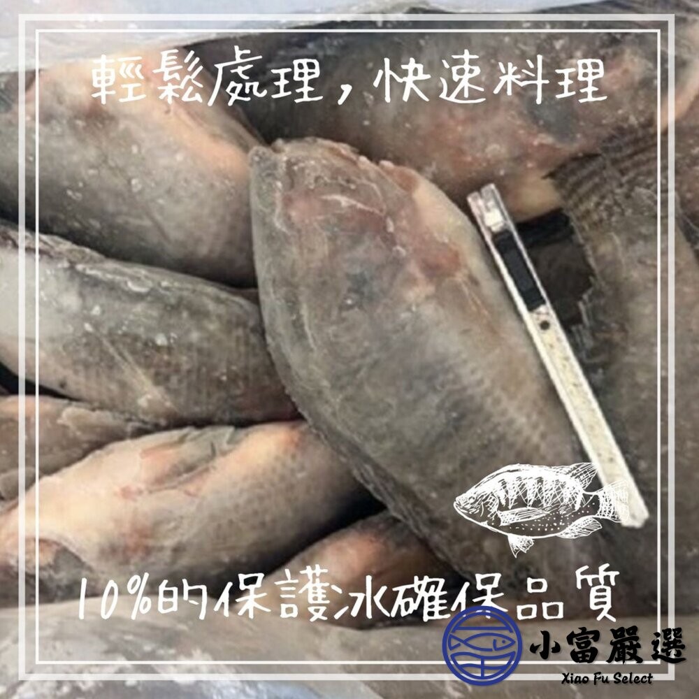 【小富嚴選】台灣三去吳郭魚 台灣三去台灣鯛 重量500/600g 包10%保護冰 煎魚 烤魚 烤肉-細節圖4