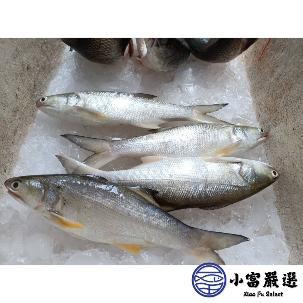 【小富嚴選】台灣午仔魚一夜干 大尾 一夜干 (200/250g)-細節圖5