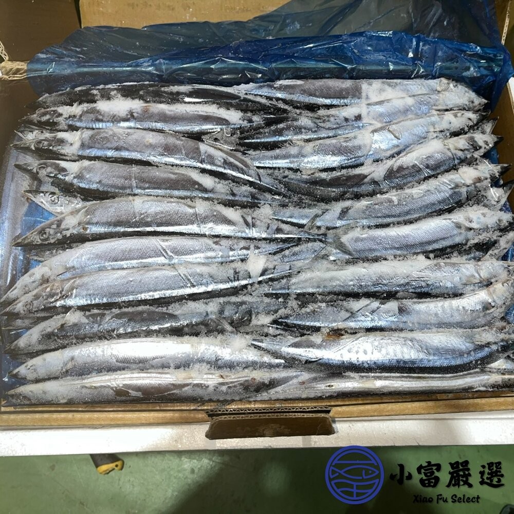 【小富嚴選】秋刀魚3號 烤秋刀魚 日本燒烤專用 (10公斤/箱) 鹽烤 燉煮 乾煎-細節圖3
