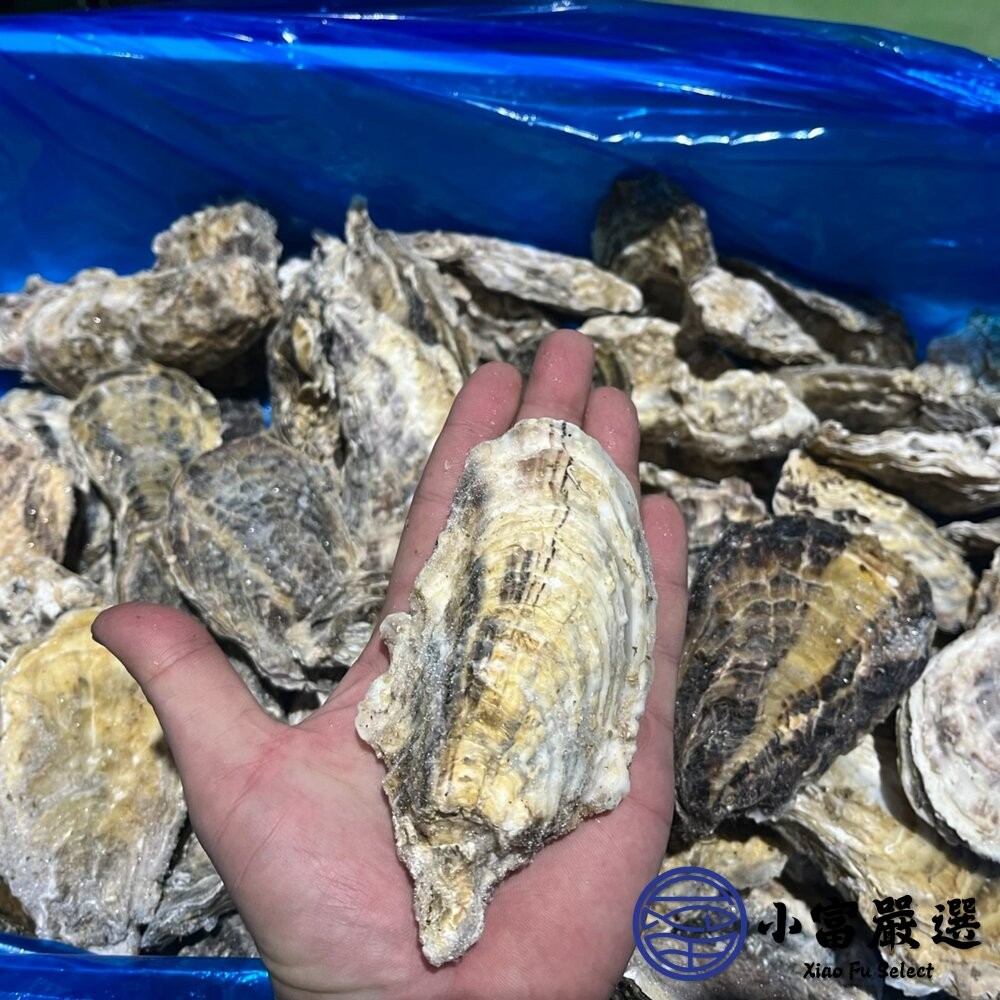 【小富嚴選】日本生食級全殼生蠔 日本宮城縣 兵庫縣生蠔 室津牡蠣 尺寸L (100/150) 10顆裝 (1000~15-細節圖2