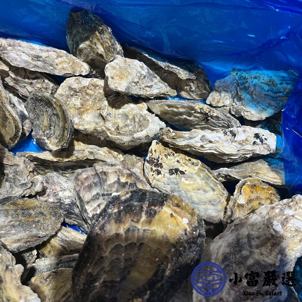 【小富嚴選】日本生食級全殼生蠔 日本宮城縣 兵庫縣生蠔 室津牡蠣 尺寸L (100/150) 10顆裝 (1000~15-細節圖4