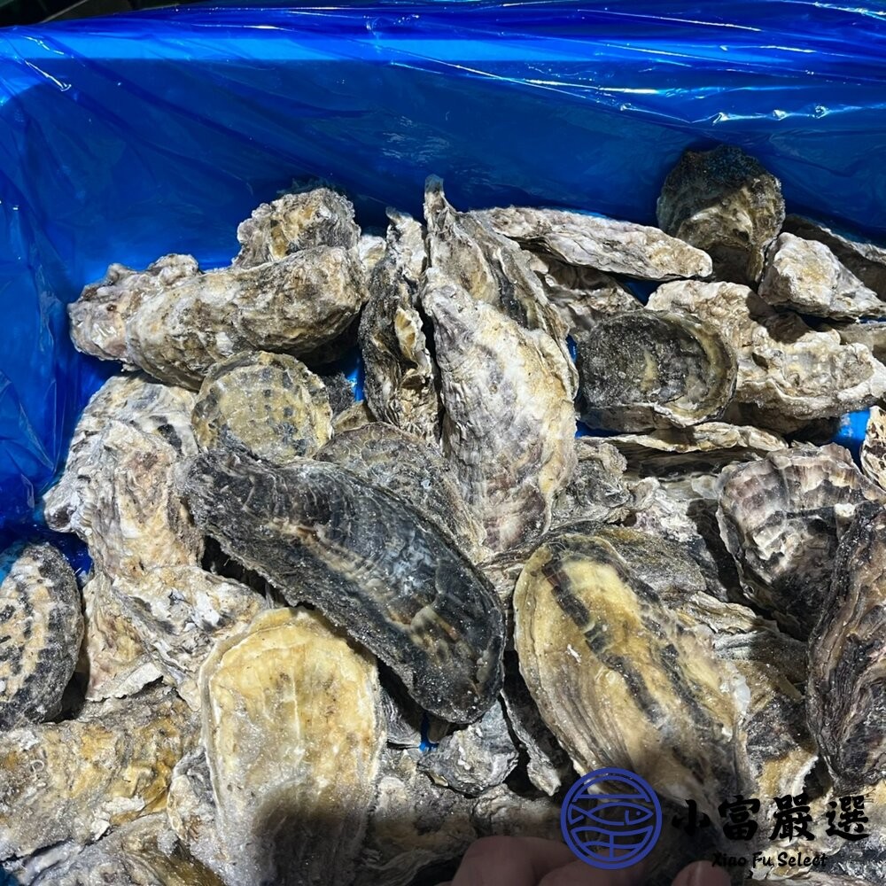 【小富嚴選】日本全殼生蠔 日本宮城縣 兵庫縣生蠔 室津牡蠣 尺寸L (100/150) 10顆裝 (1000~1500g-細節圖4