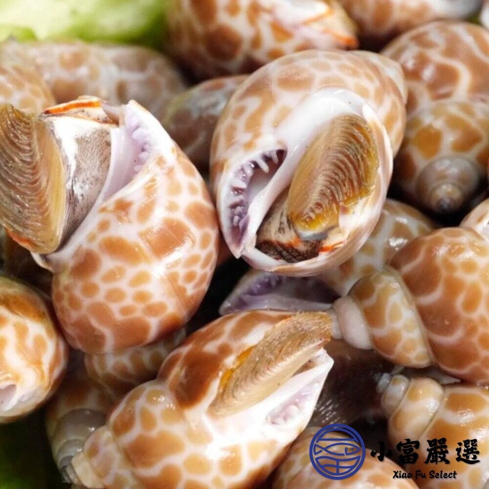 【小富嚴選】野生鳳螺粒 (500g/包)印度鳳螺 鹽烤 胡椒煮 涼拌-細節圖4