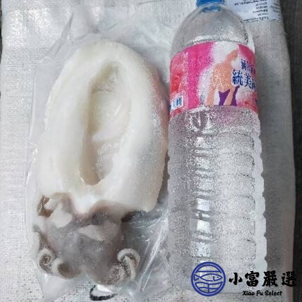 【小富嚴選】鮮甜野生急凍二去花枝 200/300、300/400、400/500、500/600 四種規格 特價中 (2-細節圖4