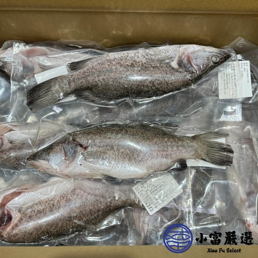 【小富嚴選】本產東石大金目鱸魚300-400g/尾(三去) 金目鱸魚 鱸魚清肉 火鍋魚片-細節圖3