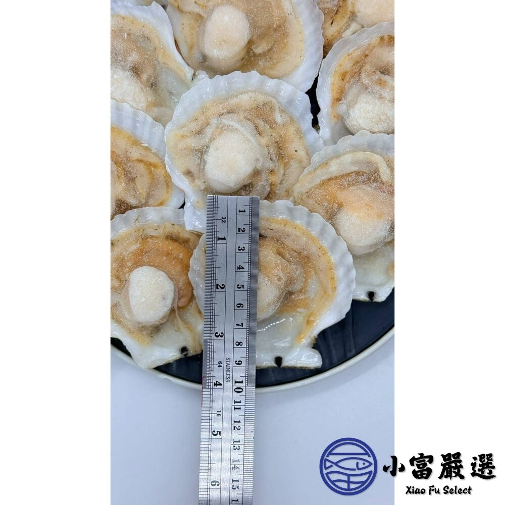 【小富嚴選】【半價出清】日本北海道 扇貝半殼扇貝 凡立貝片 (575g/包/9-10cm ) 富樫水產 半殼扇貝 烤 蒸-細節圖7