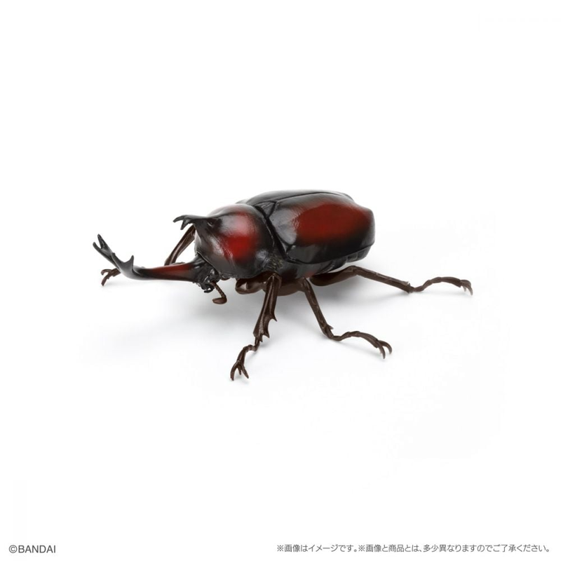 BANDAI 盒玩 生物大圖鑑 獨角仙09 附底座 全6種-細節圖3