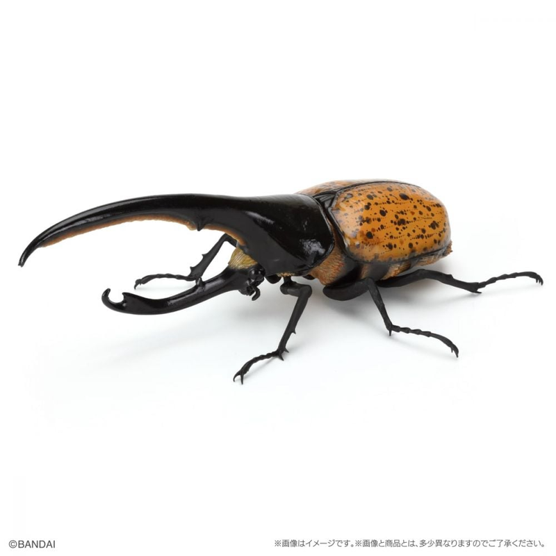 BANDAI 盒玩 生物大圖鑑 獨角仙09 附底座 全6種-細節圖6