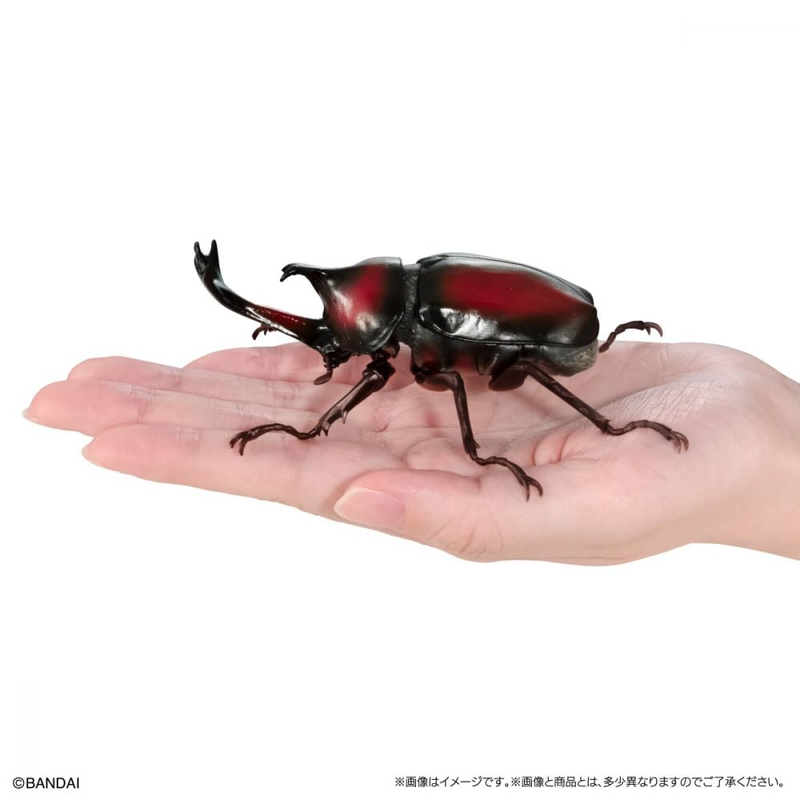 BANDAI 盒玩 生物大圖鑑 獨角仙09 附底座 全6種-細節圖8