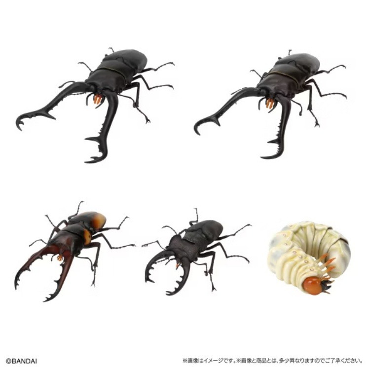 BANDAI 盒玩 生物大圖鑑 鍬形蟲11 附樹皮底座(小)全5種-細節圖3