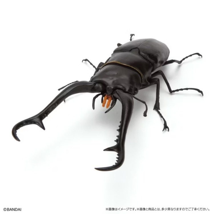BANDAI 盒玩 生物大圖鑑 鍬形蟲11 附樹皮底座(小)全5種-細節圖4