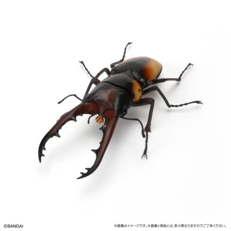 BANDAI 盒玩 生物大圖鑑 鍬形蟲11 附樹皮底座(小)全5種-細節圖5
