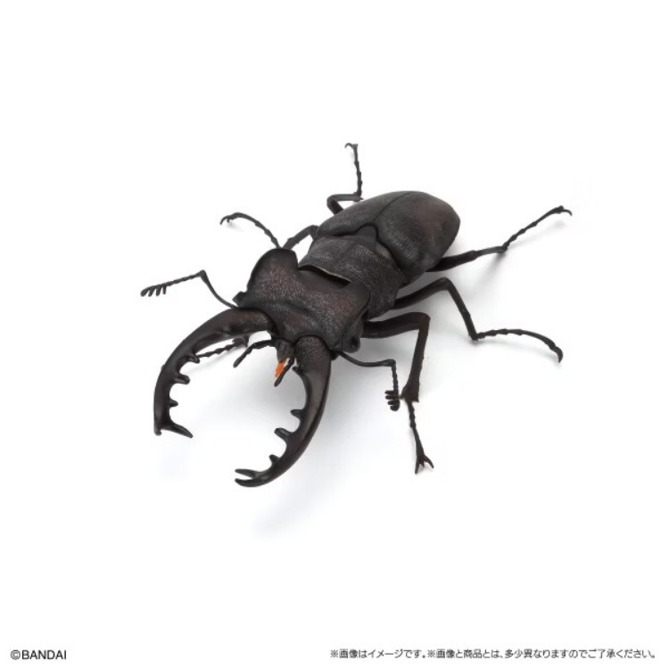 BANDAI 盒玩 生物大圖鑑 鍬形蟲11 附樹皮底座(小)全5種-細節圖6