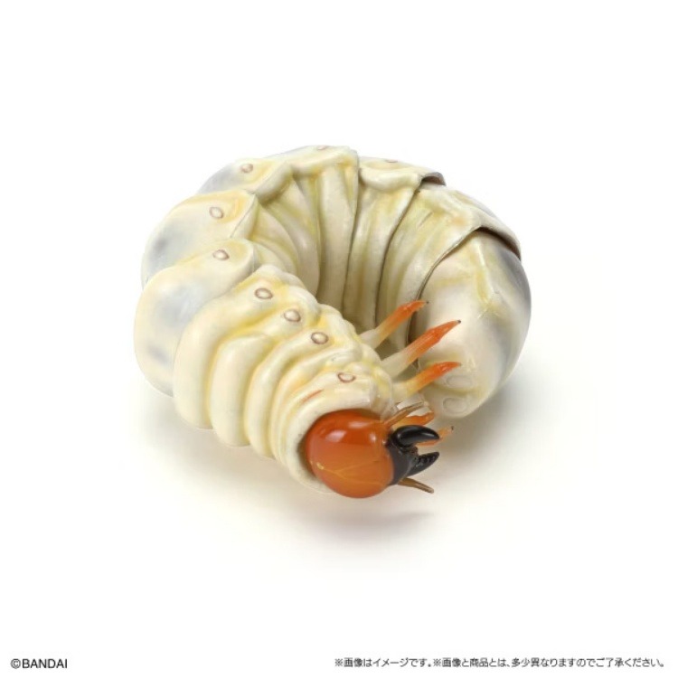 BANDAI 盒玩 生物大圖鑑 鍬形蟲11 附樹皮底座(小)全5種-細節圖7