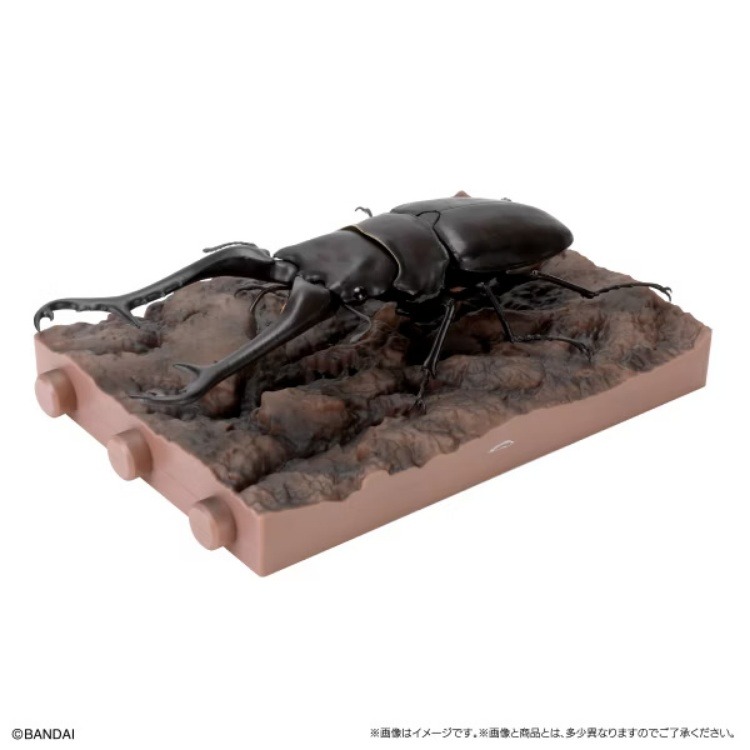 BANDAI 盒玩 生物大圖鑑 鍬形蟲11 附樹皮底座(小)全5種-細節圖8
