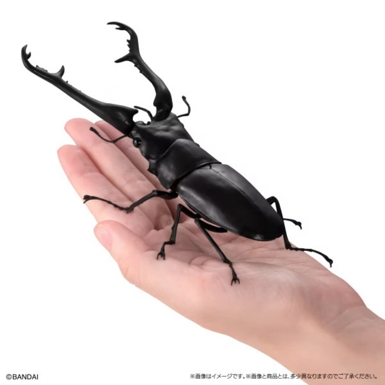BANDAI 盒玩 生物大圖鑑 鍬形蟲11 附樹皮底座(小)全5種-細節圖9