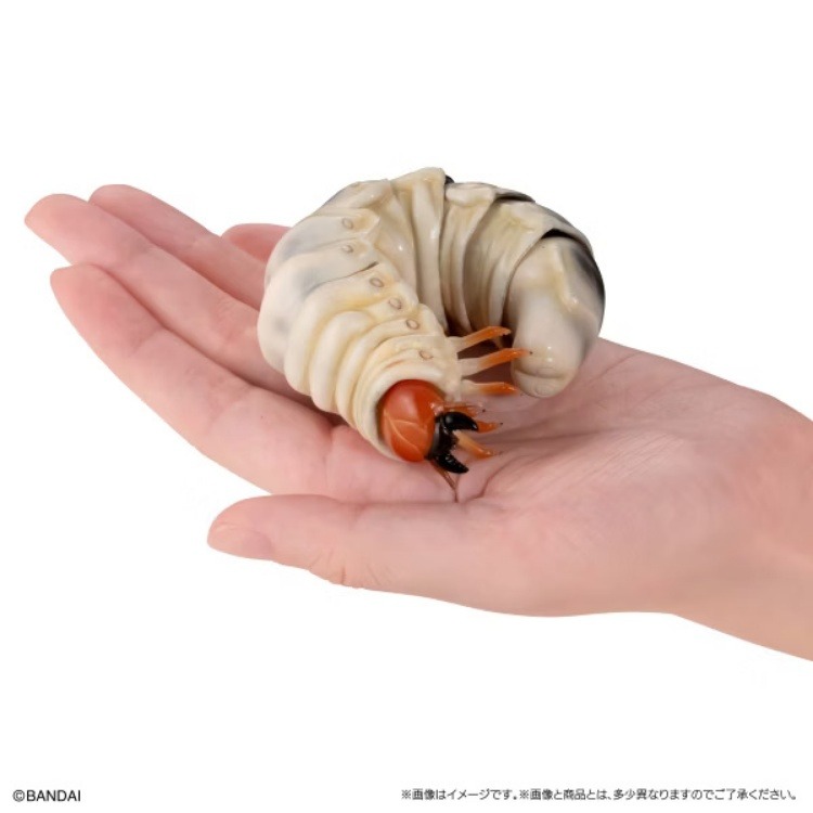 BANDAI 盒玩 生物大圖鑑 鍬形蟲11 附樹皮底座(小)全5種-細節圖10