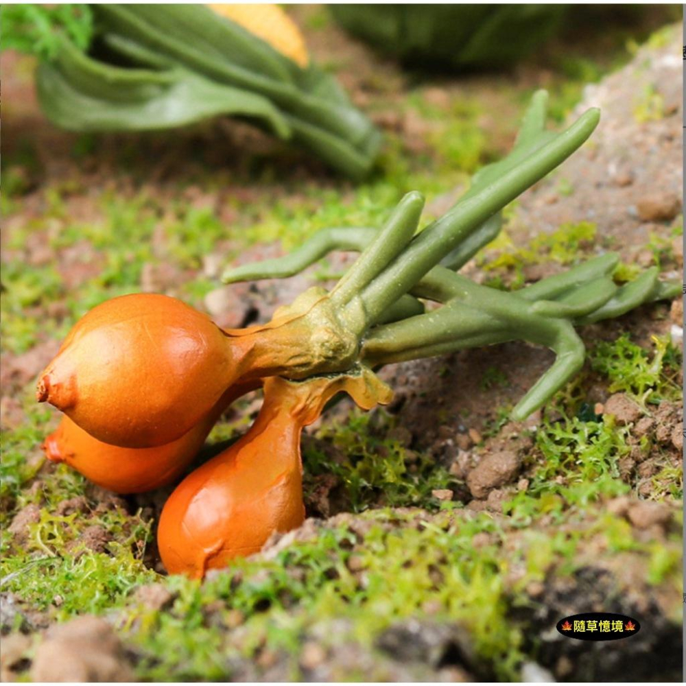 （全套7款）仿真 蔬菜 菠菜 碗豆 花椰菜 包心菜 玉米 洋蔥 紅蘿蔔 包心菜 菜花 菜園 益智 模型 SPG-細節圖2