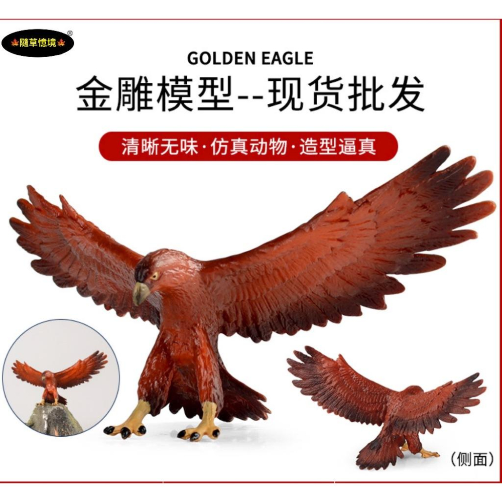 （高品質畫工）金雕 金鷲 老鷹 鷹 golden eagle 仿真 動物模型 野生動物 兒童 公仔 SPG-細節圖5