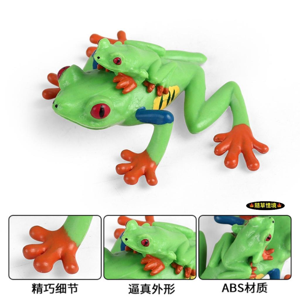 （高品質畫工）仿真 紅眼樹蛙 背仔 樹蛙 蛙 青蛙 動物模型 野生動物 兒童玩具 益智 公仔 SPG-細節圖4